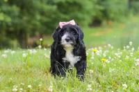 Lavender, a female Portuguese Water Dog for sale in Bolivar, OH – 6 of 7