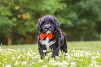 Logan, a male Portuguese Water Dog for sale in Bolivar, OH – 4 of 7