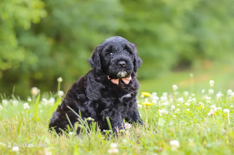 Reese – Portuguese Water Dog puppy for sale in Bolivar, OH