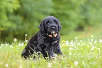 Reese, a female Portuguese Water Dog for sale in Bolivar, OH – 1 of 6