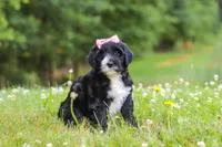 Lavender, a female Portuguese Water Dog for sale in Bolivar, OH – 5 of 7