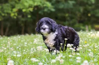 Beau, a male Portuguese Water Dog for sale in Bolivar, OH – 4 of 7