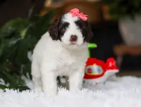 Dandelion, a female Portuguese Water Dog for sale in Bolivar, OH – Photo 7 of 9