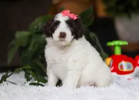 Dandelion, a female Portuguese Water Dog for sale in Bolivar, OH – Photo 5 of 9