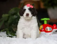 Dandelion, a female Portuguese Water Dog for sale in Bolivar, OH – Photo 4 of 9