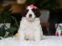 Dandelion, a female Portuguese Water Dog for sale in Bolivar, OH – Photo 2 of 9