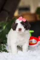 Dandelion, a female Portuguese Water Dog for sale in Bolivar, OH – Photo 8 of 9