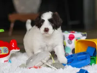 Dandelion, a female Portuguese Water Dog for sale in Bolivar, OH – Photo 9 of 9