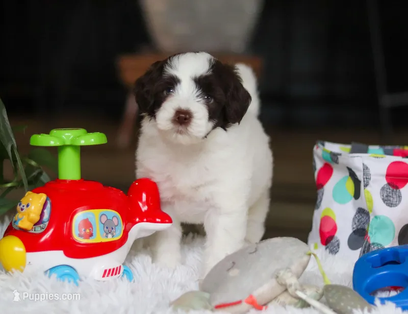 Dandelion, a female Portuguese Water Dog for sale in Bolivar, OH – Photo 1 of 9