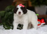 Dandelion, a female Portuguese Water Dog for sale in Bolivar, OH – Photo 6 of 9
