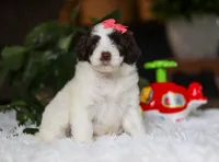Dandelion, a female Portuguese Water Dog for sale in Bolivar, OH – Photo 3 of 9