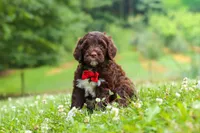 Buddy, a male Portuguese Water Dog for sale in Bolivar, OH – 2 of 8