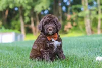 Dax, a male Portuguese Water Dog for sale in Bolivar, OH – 2 of 7