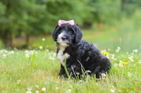 Lavender, a female Portuguese Water Dog for sale in Bolivar, OH – 4 of 7