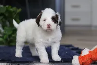Niko, a male Portuguese Water Dog for sale in Bolivar, OH – Photo 6 of 7