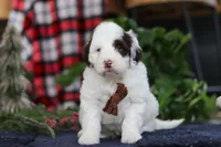 Niko, a male Portuguese Water Dog for sale in Bolivar, OH – Photo 1 of 7