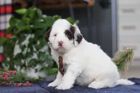 Niko, a male Portuguese Water Dog for sale in Bolivar, OH – Photo 3 of 7