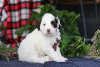 Niko, a male Portuguese Water Dog for sale in Bolivar, OH – Photo 2 of 7