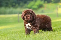River, a male Portuguese Water Dog for sale in Bolivar, OH – 3 of 7