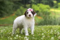 Rosie, a female Portuguese Water Dog for sale in Bolivar, OH – 2 of 7