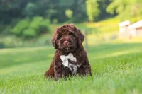 River, a male Portuguese Water Dog for sale in Bolivar, OH – 5 of 7