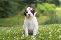 Rosie, a female Portuguese Water Dog for sale in Bolivar, OH – 4 of 7