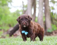 Donut, a male Portuguese Water Dog for sale in Bolivar, OH – Photo 2 of 5