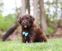 Donut, a male Portuguese Water Dog for sale in Bolivar, OH – Photo 1 of 5