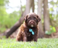 Donut, a male Portuguese Water Dog for sale in Bolivar, OH – Photo 3 of 5