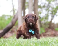 Donut, a male Portuguese Water Dog for sale in Bolivar, OH – Photo 5 of 5