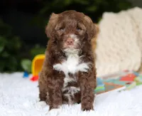 Dax, a male Portuguese Water Dog for sale in Bolivar, OH – Photo 1 of 6