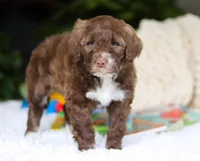 Dax, a male Portuguese Water Dog for sale in Bolivar, OH – Photo 5 of 6