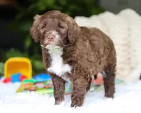 Dax, a male Portuguese Water Dog for sale in Bolivar, OH – Photo 4 of 6