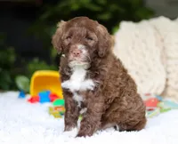 Dax, a male Portuguese Water Dog for sale in Bolivar, OH – Photo 2 of 6