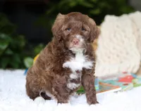 Dax, a male Portuguese Water Dog for sale in Bolivar, OH – Photo 3 of 6