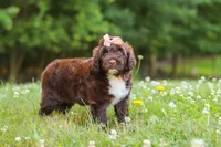 Nora, a female Portuguese Water Dog for sale in Bolivar, OH – 3 of 9