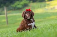 Breeze, a female Portuguese Water Dog for sale in Bolivar, OH – 4 of 6