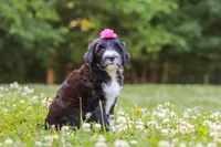 Grace, a female Portuguese Water Dog for sale in Bolivar, OH – 5 of 7