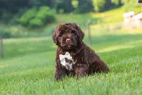 River, a male Portuguese Water Dog for sale in Bolivar, OH – 2 of 7