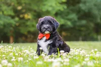 Logan, a male Portuguese Water Dog for sale in Bolivar, OH – 2 of 7