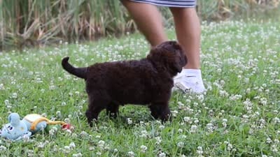 Nora, a female Portuguese Water Dog for sale in Bolivar, OH – 9 of 9