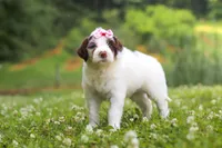 Rosie, a female Portuguese Water Dog for sale in Bolivar, OH – 5 of 7