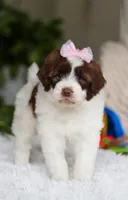 Demi, a female Portuguese Water Dog for sale in Bolivar, OH – Photo 3 of 6