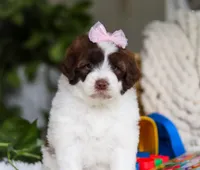Demi, a female Portuguese Water Dog for sale in Bolivar, OH – Photo 5 of 6