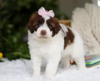 Demi, a female Portuguese Water Dog for sale in Bolivar, OH – Photo 2 of 6