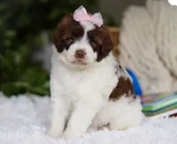 Demi, a female Portuguese Water Dog for sale in Bolivar, OH – Photo 6 of 6