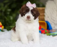 Demi, a female Portuguese Water Dog for sale in Bolivar, OH – Photo 1 of 6
