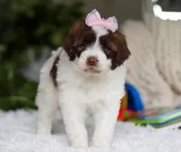 Demi, a female Portuguese Water Dog for sale in Bolivar, OH – Photo 4 of 6