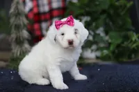 Lucie, a female Portuguese Water Dog for sale in Bolivar, OH – Photo 6 of 10