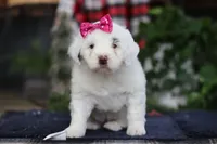 Lucie, a female Portuguese Water Dog for sale in Bolivar, OH – Photo 1 of 10